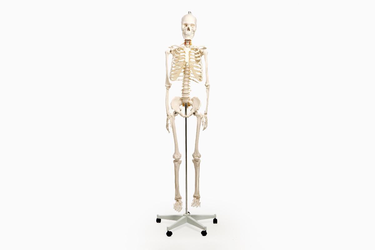 Анатомическая модель скелета взрослого человека 170 см