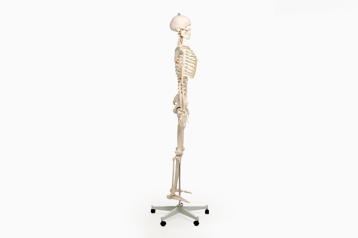 "Анатомическая модель скелета взрослого человека 170 см" - вид 2